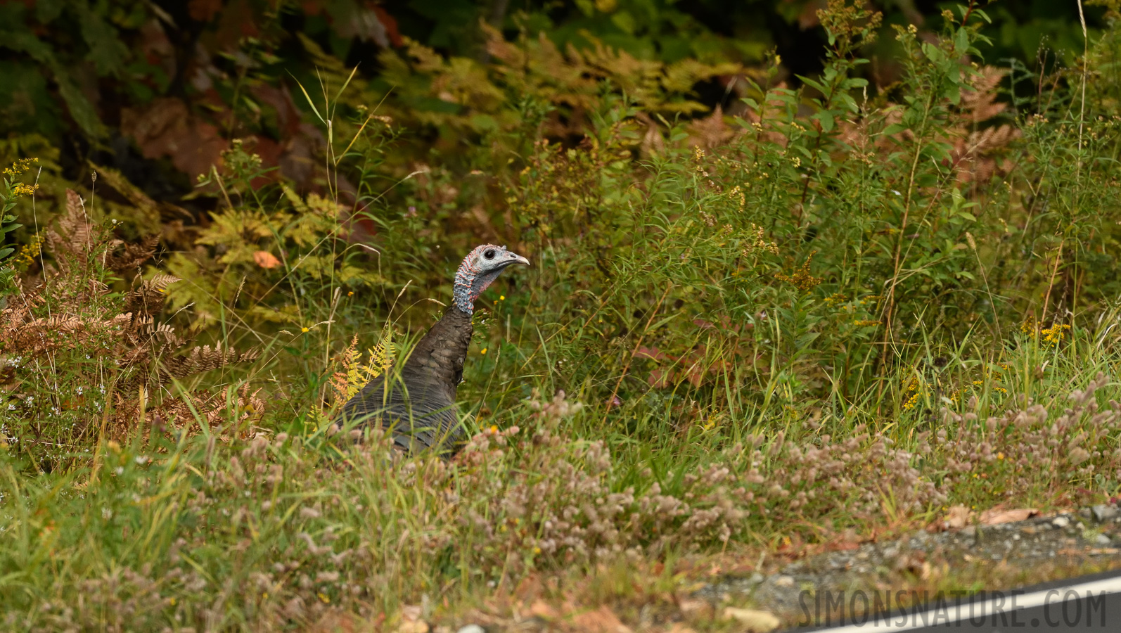 Meleagris gallopavo silvestris [400 mm, 1/400 sec at f / 7.1, ISO 1600]